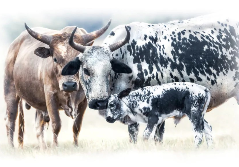 Canvas Wall Art Decor - Nguni Calf &amp; Mother