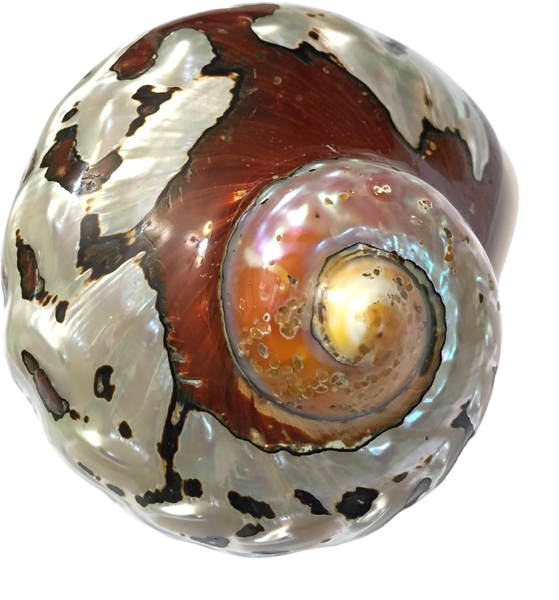 Turbo Pethalatus Banded Polished - 4's