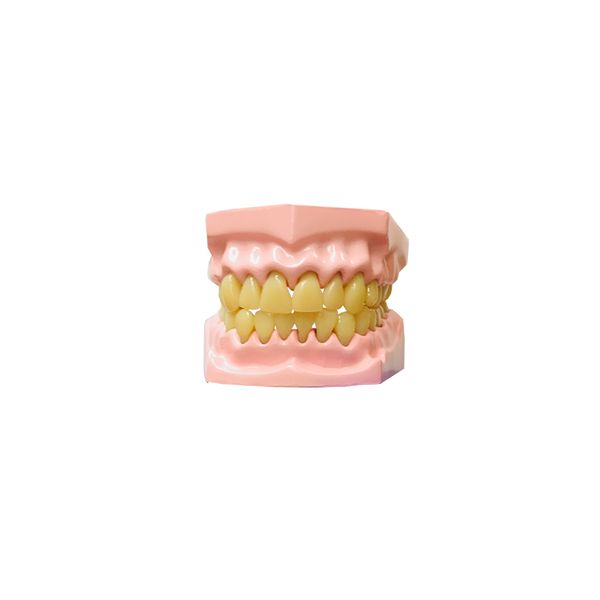 Edu-Science Dental Model
