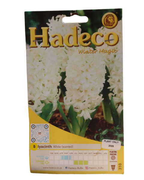 Hyacinths - White - 5 bulbs p-pack
