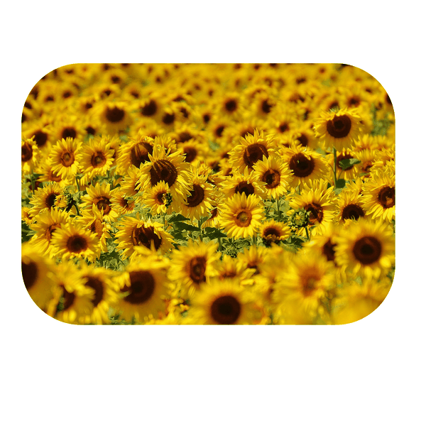 Sunflower Field Printed Mouse Pad