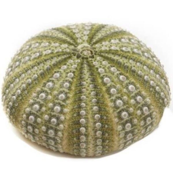 Green Sea Urchin Shells 12cm.