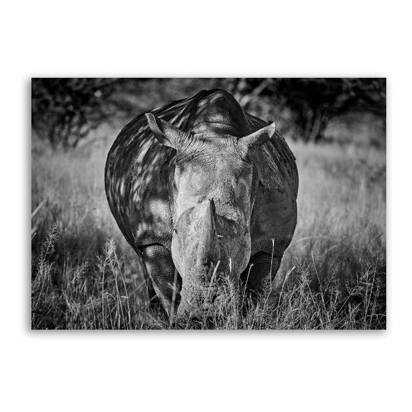 Rhino Black &amp; White Canvas Animals Wall Art