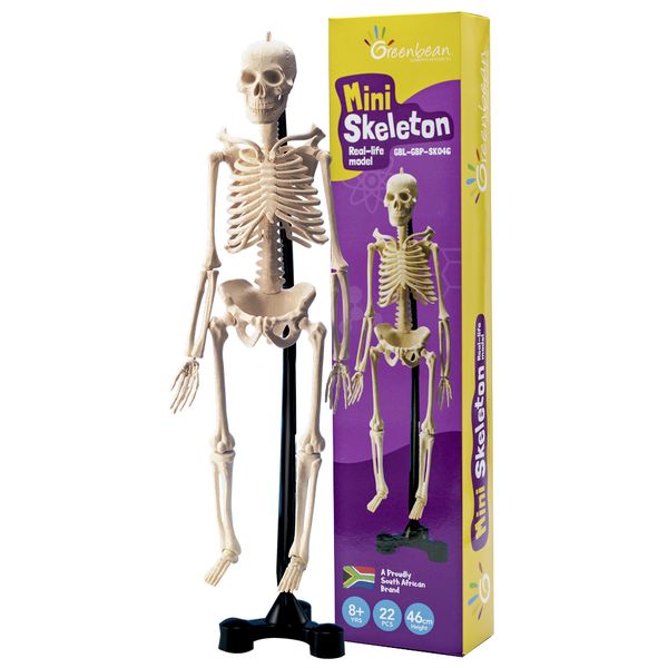 Greenbean Mini Skeleton