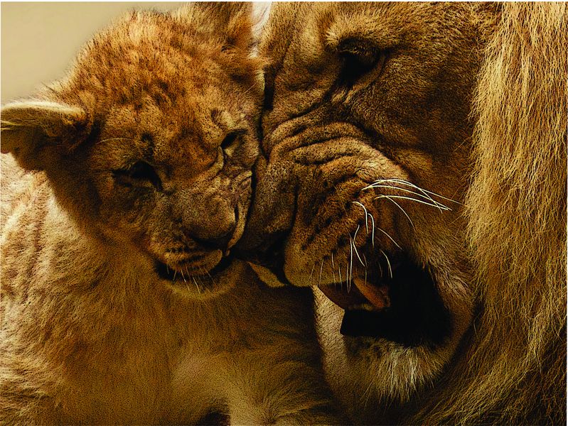 Laptop Skin - Sticker - Lion &amp; Cub