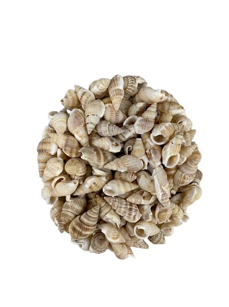 Natural Augur Sea Shells Decorative Gastropod Shells for Crafts &amp; Decor