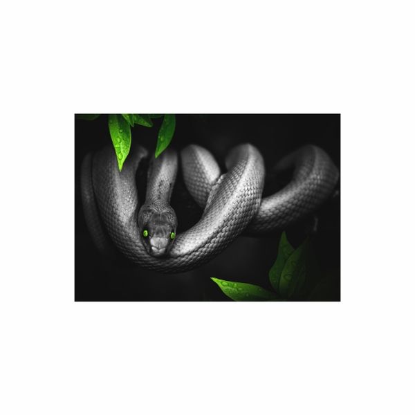Viper Green Eye Snake - A1 poster