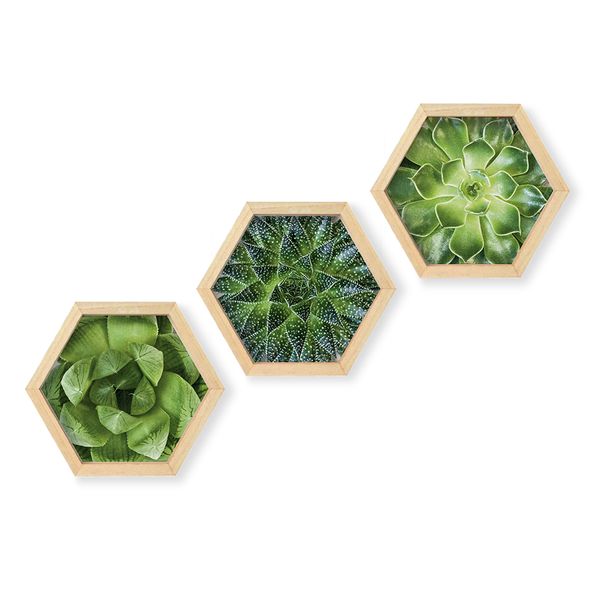 Cape Art Wall Art Pine Hex 3 Piece Collage - Green Trio