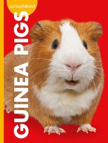 Curious about Guinea Pigs | Shop Today. Get it Tomorrow! | takealot.com