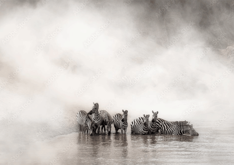 Wall Art Canvas - Zebra Herd By The River