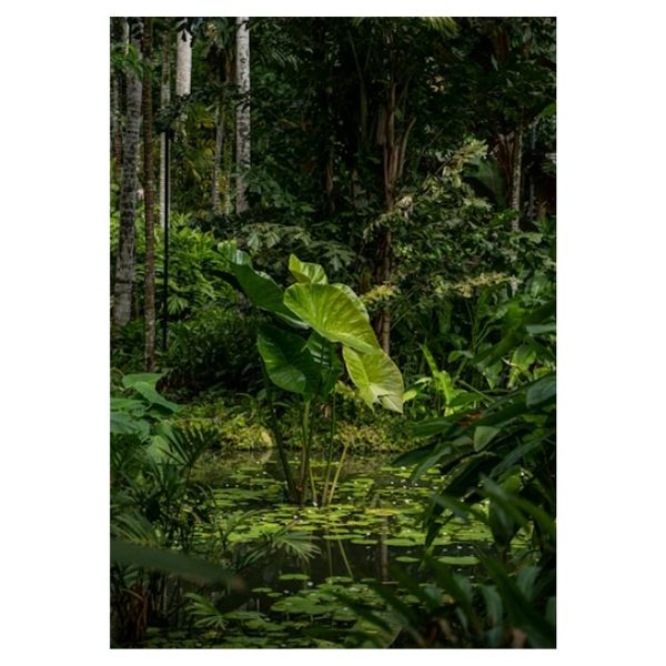 Pond Fern - A1 Poster
