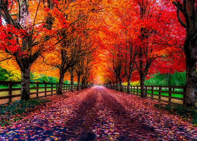 Canvas wall art - October Colors
