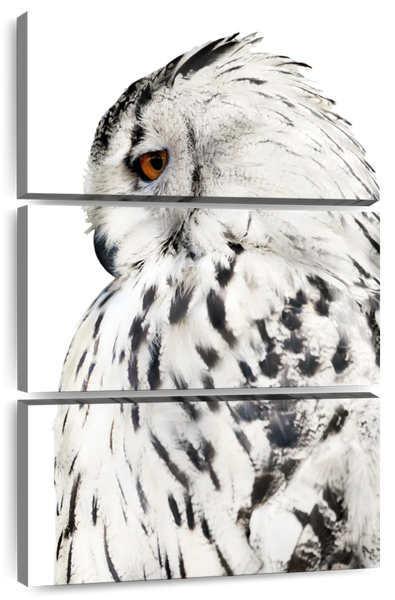Canvas Art - White Barn Owl 3 Piece Canvas Wall Art Decor