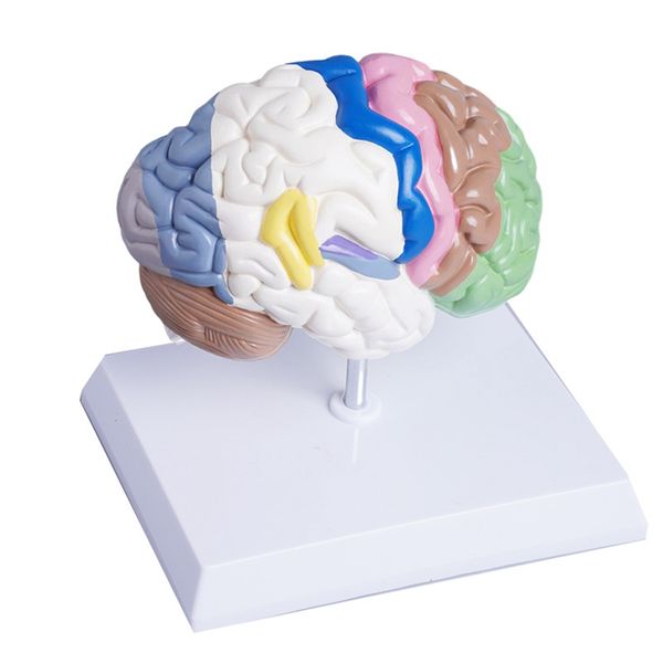 Human Half Brain Anatomy Model Life Size Anatomical Compatible with None