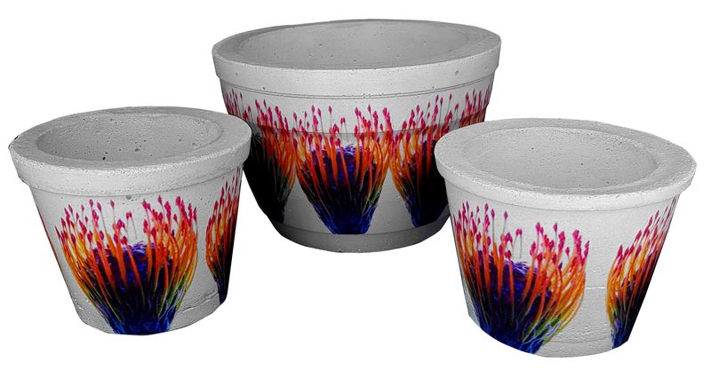 Perfectly Potty - Artisan Cement Pot - Protea - Set