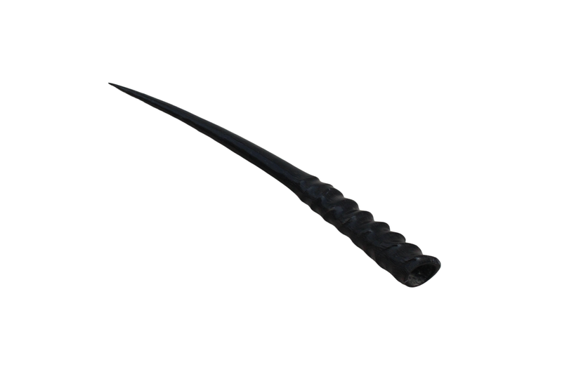 Shofar Factory - Oryx Horn - Polished