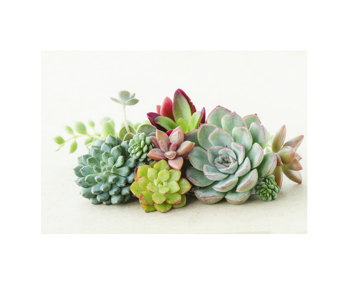 Succulent Bunch: Exquisite Dining Table PVC Designer Placemats - Set of 6