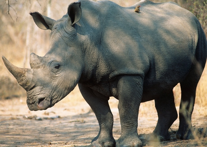 Wall Art Canvas - Black Rhinoceros