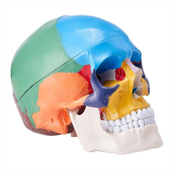 Human Skull Model Life-Size Painted Anatomy Skull