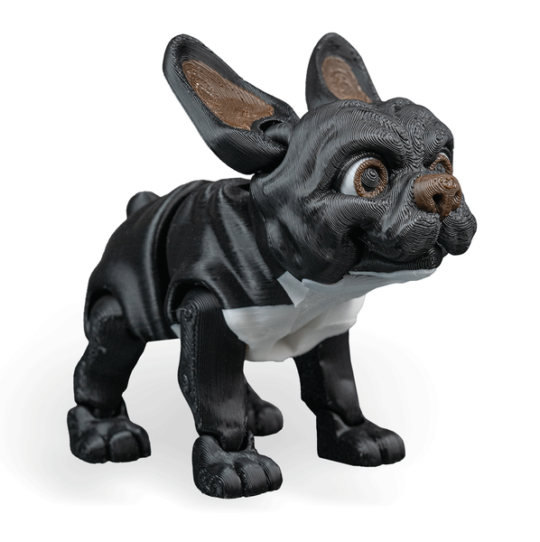 Stella, The French Bulldog