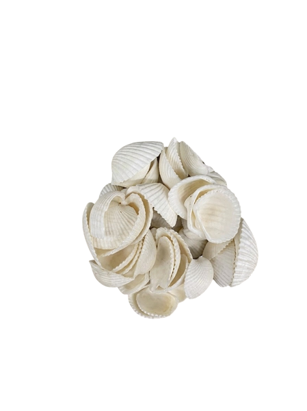 Natural White Cockle Shells Premium Decorative Sea Shells for Crafts