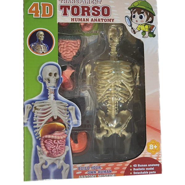 4D Educational STEM Transparent Torso Human Anatomy - Kids Human Body Study