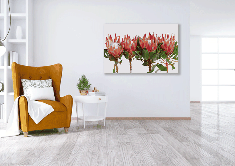 Wall Art Poster - Red Protea Flowers Isolated