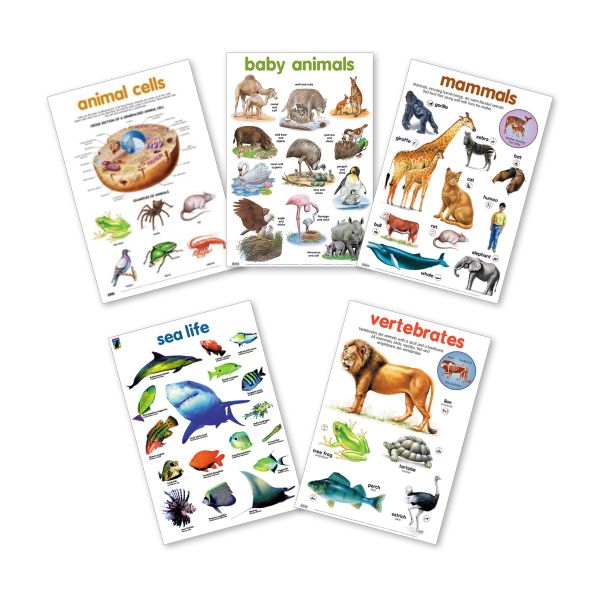 Educat 5 wall Chart Basic Education Pack 12