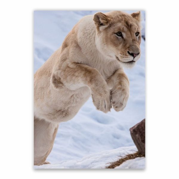 Lioness In The Snow Poster - A1