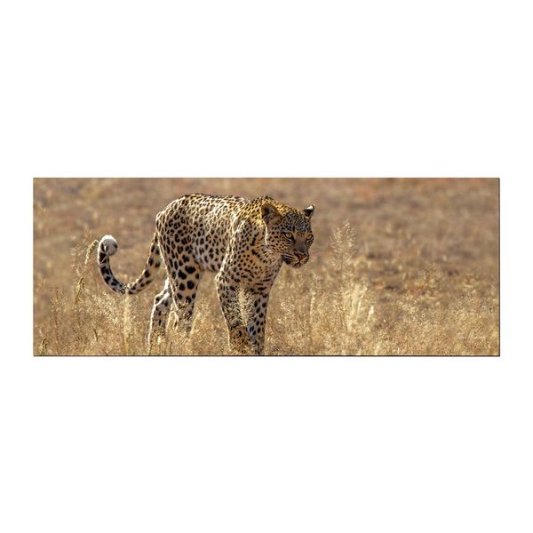 Leopard Luiperd Panthera Pardus Kgalagadi Panthera Leo Large Desk Pad By Fanie Heymans