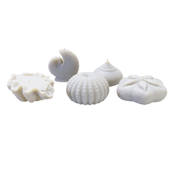 Shell Candles Combo - 5 Candles