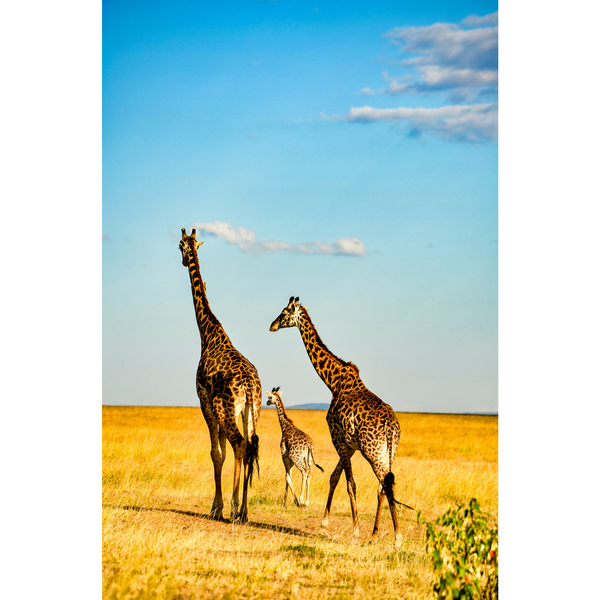 Canvas Wall Art - 1000 x 650 - Giraffes