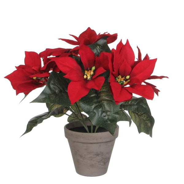 Christmas Poinsettia in Pot 33 x 30cm