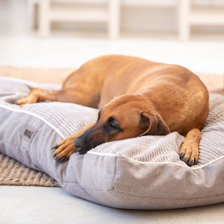 takealot dog beds