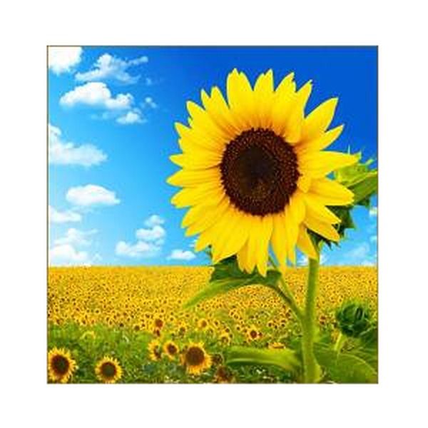 Diamond Painting - SunFlower