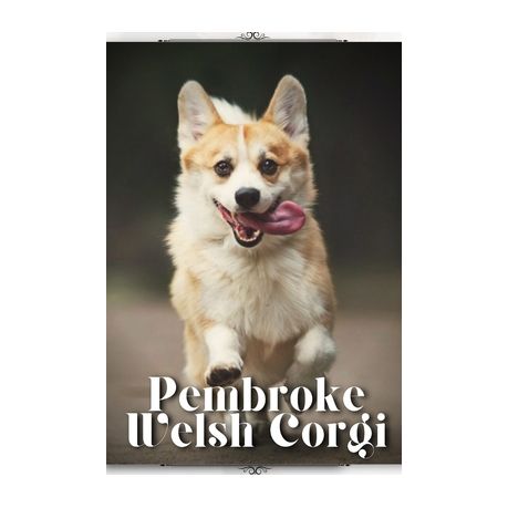 Pembroke Welsh Corgi Dogs  Breed Appearance, Personality & History