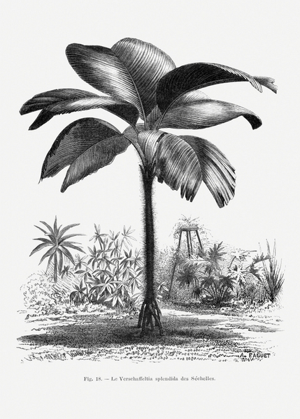 Canvas Wall Art - Vintage Palm Tree Drawing III