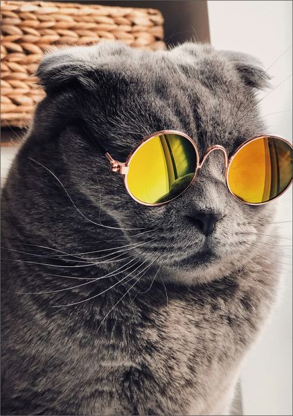 Cat Wearing Yellow Sunglasses - A1 Poster