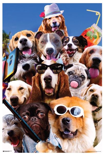 Random Galaxy - Dog Selfie Poster