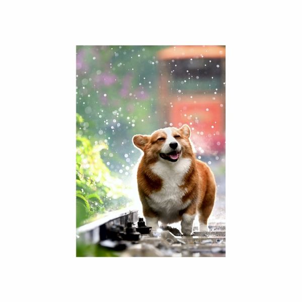Corgi in the Rain - A1 Poster