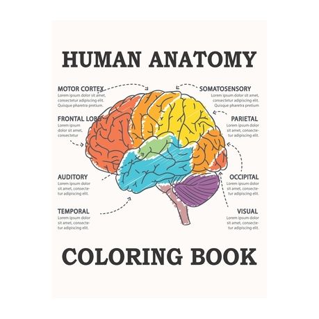 Download Human Anatomy Coloring Book Anatomy And Physiology Coloring Book For Adults Buy Online In South Africa Takealot Com