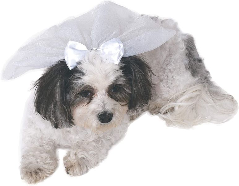 Wedding Veil Pet Accessory