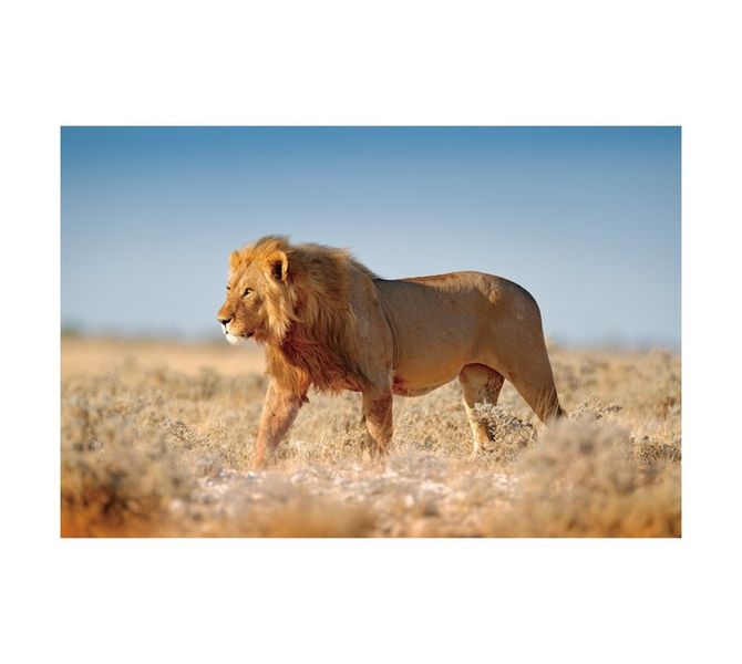 Lion Canvas Print - Brown (600 x 900mm)