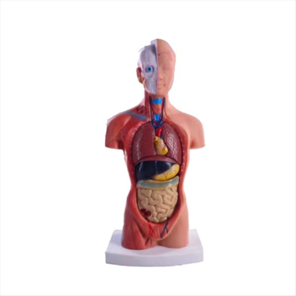 Torso Mannequin Anatomy Doll 15 Removable Parts