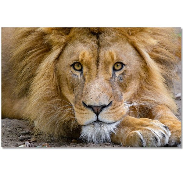 Large A1 size Canvas Print – Lion