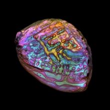 Belonging (Vinyl / 12" Album)