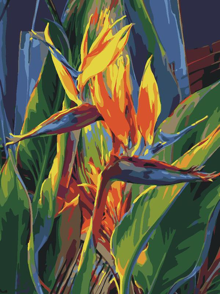 Paint by numbers - Strelitzia