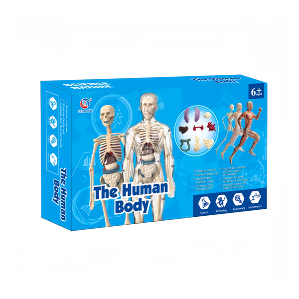 The Human Body Anatomy Kit