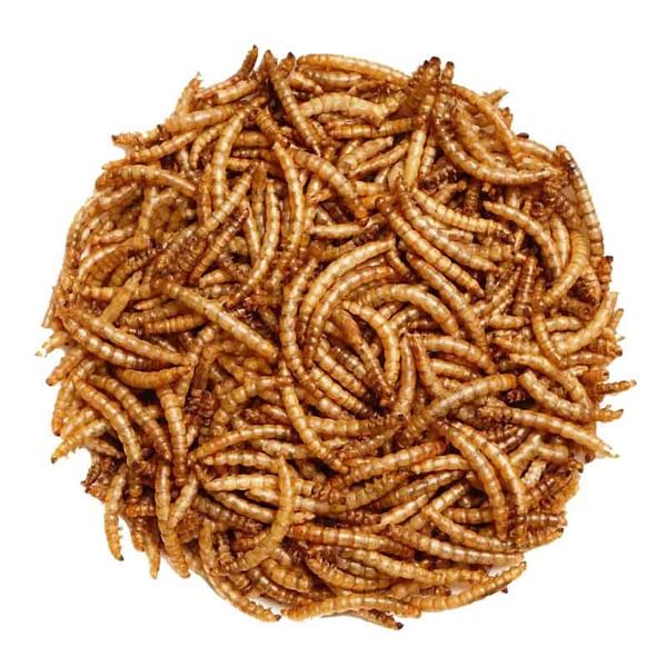 Meal Worms Dried
