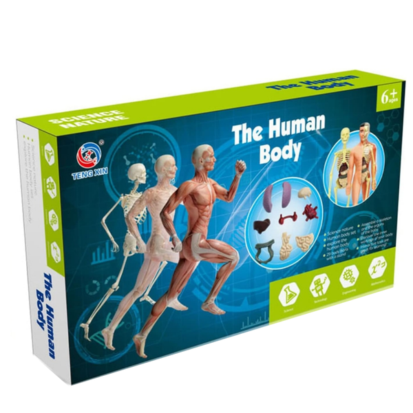 Human Body Model - Organs and Bones Simple Assembly Learning Tool Kit
